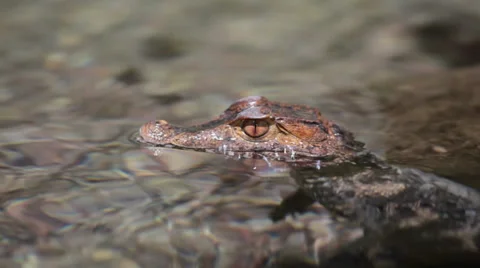 Crocodile Stock Footage 32942267