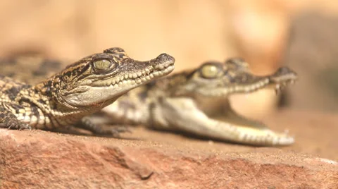 Crocodile Stock Footage 33839858
