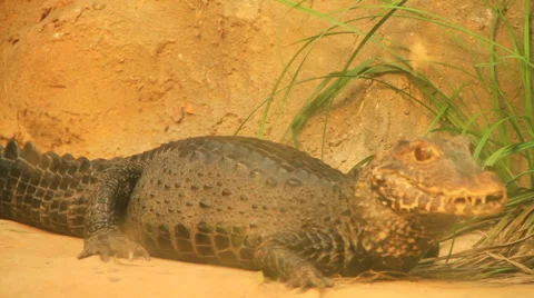 Crocodile Stock-Footage 36136052