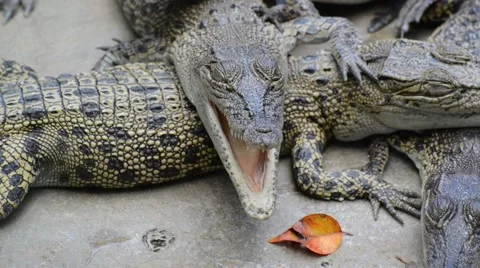 Crocodile Stock Footage 52352092
