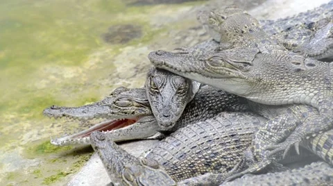 Crocodile Video stock 52352152