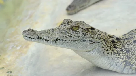 Crocodile Stock Footage 52352153