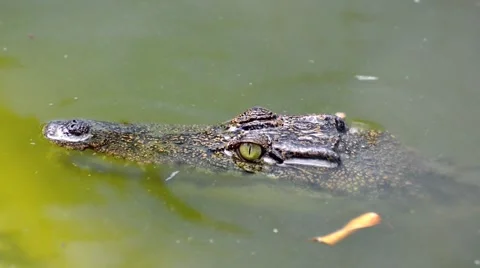 Crocodile Stock Footage 52352212