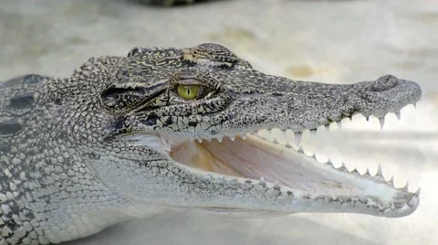 Crocodile Stock Footage 52352231