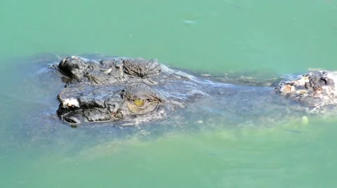 Crocodile Video stock 52352935