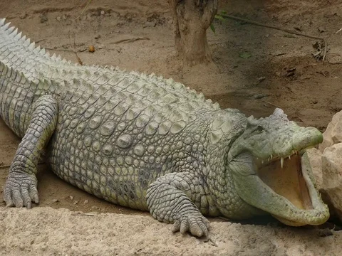 Crocodile Stock Footage 74505221