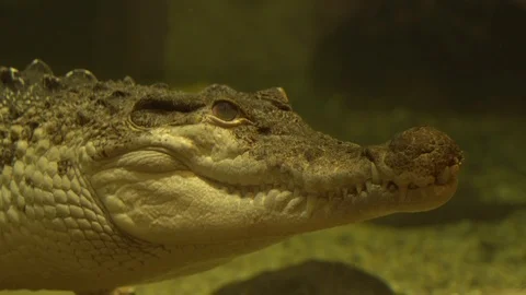 Crocodile Stock Footage 99508344