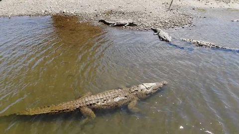 Crocodile Stock Footage 127468729