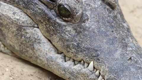 Crocodile Stock Footage 139039489