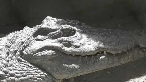 Crocodile Stock Footage 159339922