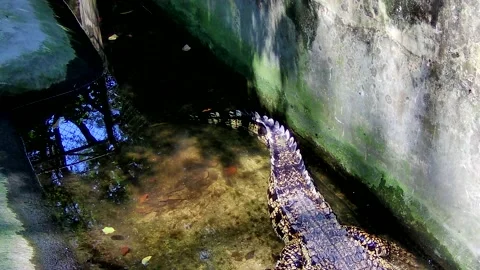 Crocodile Stock Footage 168082859