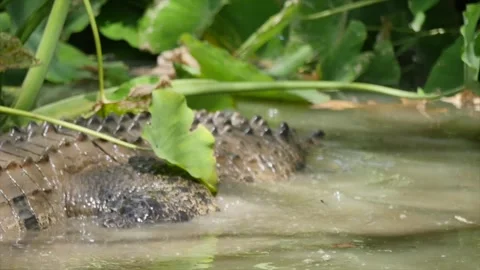 Crocodile Stockbeeldmateriaal 202054034