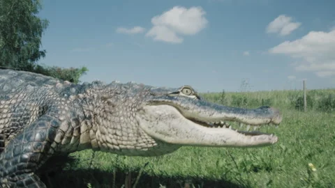 Crocodile Video stock 264141063