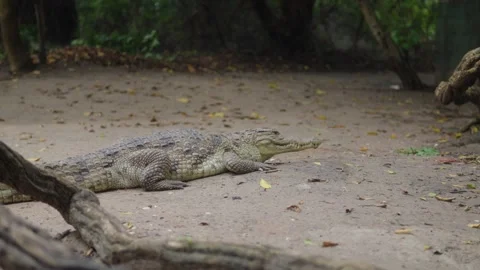Crocodile Vídeos de archivo 275073555
