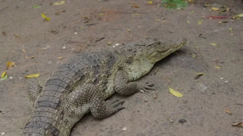 Crocodile Vídeos de archivo 275148243