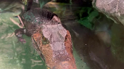 The crocodile Video stock 275421882