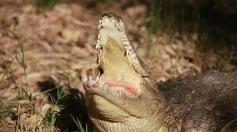 Crocodile in a game park in Zimbabwe Vídeo Stock 24698053