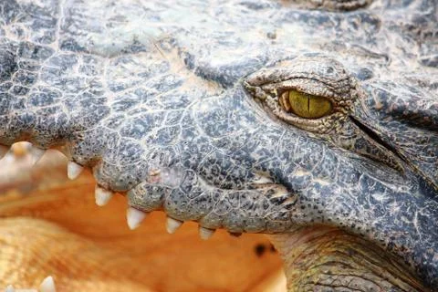 Crocodile gape Stock Photos