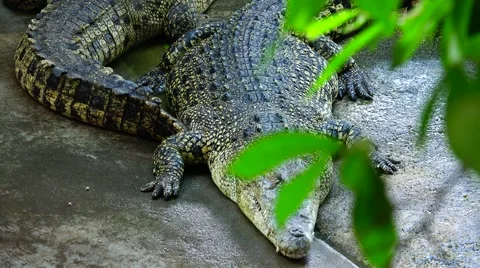 Crocodile general plan does  focus. Stock Footage 48550320