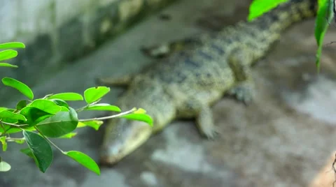 Crocodile general plan does not focus. Stock Footage 48550310