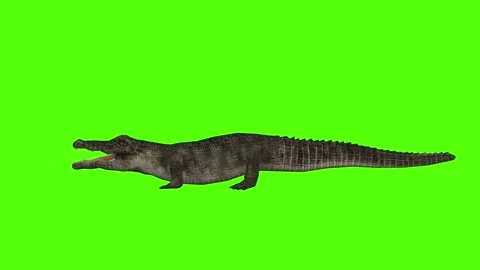 Crocodile Getting Hit Green Screen Animation 4k Rendering Stock Footage 296980185