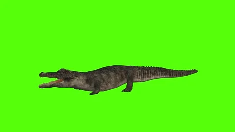 Crocodile Getting Hit Green Screen Animation 4k Rendering Stock Footage 296980406