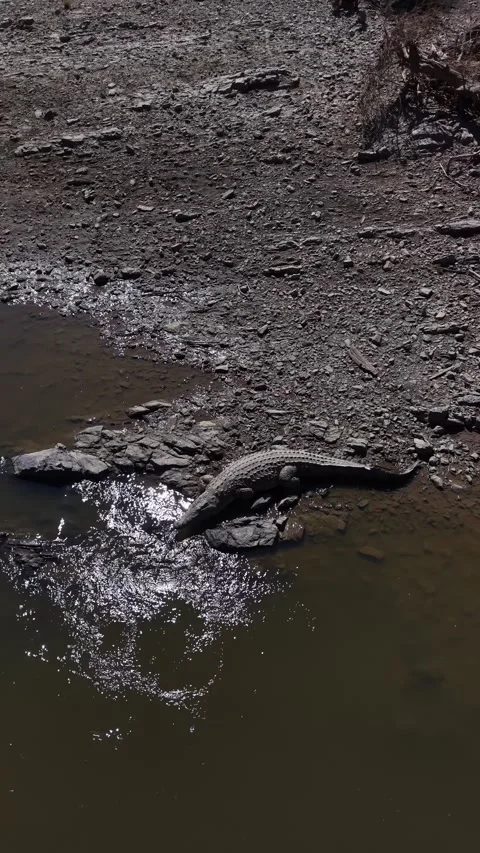 Crocodile getting into the river Video stock 342128315