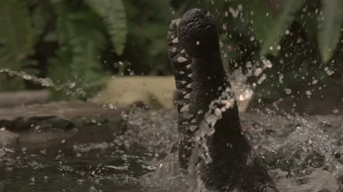 Crocodile gharial snaps eats fish slow motion river closeup Stock-Footage 220037686