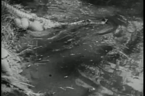 Crocodile going into swamp Stock Footage 11349111