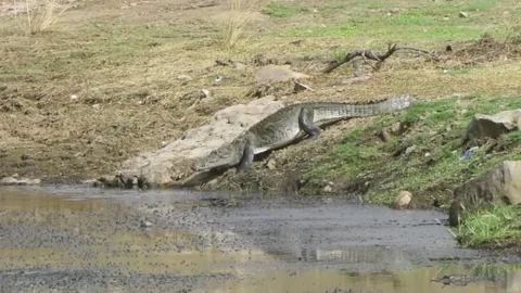 Crocodile going into the water Stock Footage 204036873