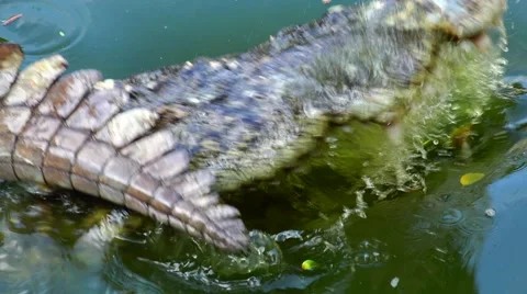Crocodile got angry and slapped its tail. Stock Footage 48552103