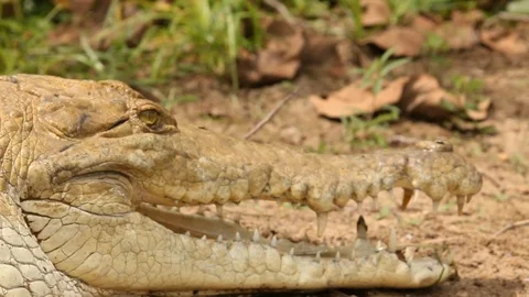 Crocodile in Grass Stock Footage 111295150