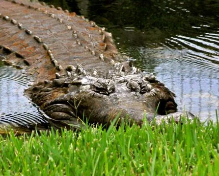 Crocodile in the grass Photos