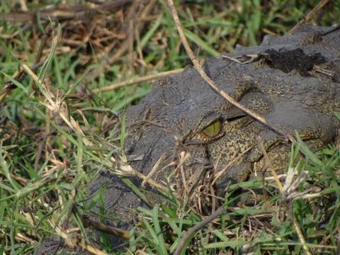 A crocodile in the grass Stock Photos