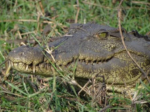 A crocodile in the grass Stock Photos