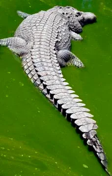 Crocodile in a green puddle Stock Photos