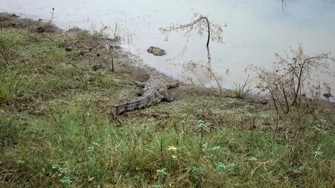 Crocodile on the ground Video stock 97845006
