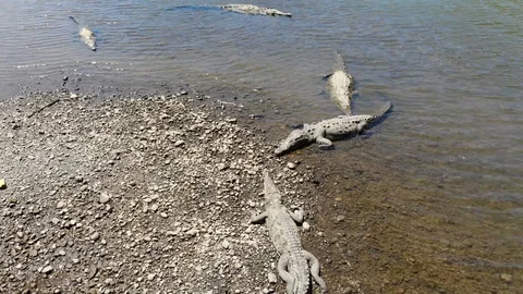 Crocodile group Stock Footage 127468749