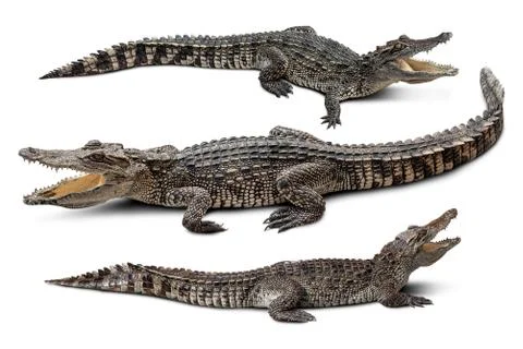 Crocodile group isolated Stock Photos