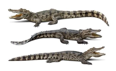 Crocodile group isolated Stock Photos