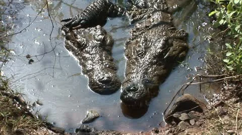 Crocodile has arm around partner while lying together in the water Stock Footage 13160243