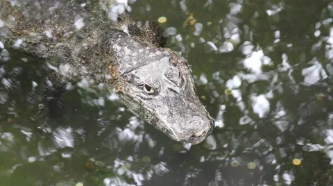 The crocodile has hidden Video stock 45379702