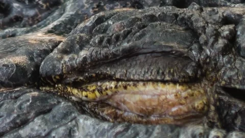 Crocodile head and eye  Video stock 293956903