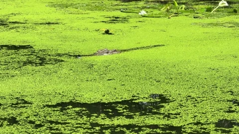 Crocodile Head Beneath Algae Surface Vidéo 329264652