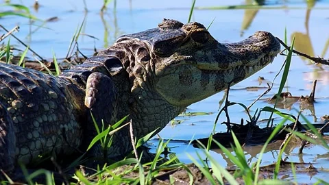 Crocodile Head Close Up Stock Footage 323142954