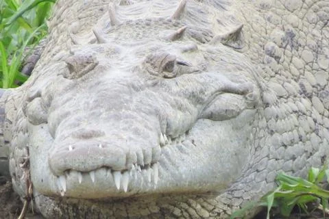 Crocodile head close up Stock Photos