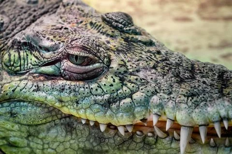 Crocodile head close up on a yellow background Stock Photos