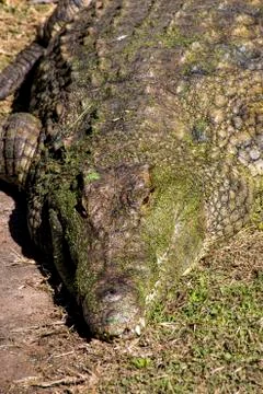 Crocodile Head Coated with Green Algae Basking in the Sun Stock Photos