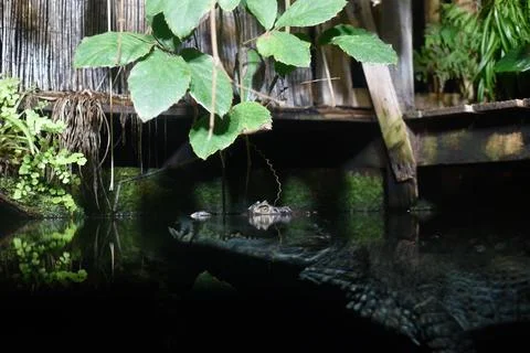 Crocodile head emerging from water with reflection on the surface as it wai.. Stock Photos