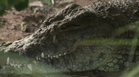 Crocodile head Stock-Footage 22252758